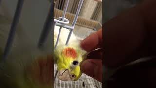 オカメインコを撫でる