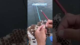 Very nice fishing baits