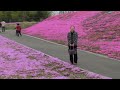 ピンクの絨毯！　市貝町芝ざくら交流センター　carpet of pink 　ichikai town　phlox exchange center