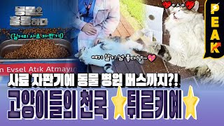 [#피크타임] 온 동네 고양이가 개냥이? 고양이 친화 도시 이스탄불의 이색 풍경 | #동물은훌륭하다 | KBS 241223 방송