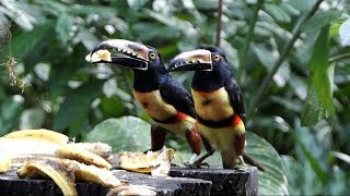 Collared Araçari in Costa Rica