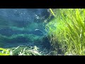 【healing water plants】1hour underwater trip nature relaxation sounds