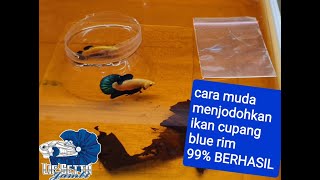 #4 CARA MUDA MENJODOHKAN IKAN CUPANG BLUE RIM 99% BERHASIL