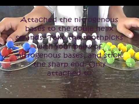 how to make DNA model out of styrofoam balls how to make DNA model out of styrofoam balls