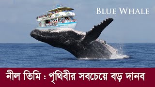 ভয়ংকর নীল তিমি !! যা সাগর কিংবা পৃথিবীর সবচেয়ে বড় দানব? Blue Whale || Biggest Monster Ever