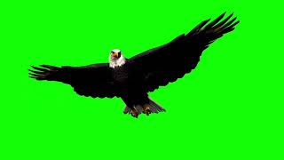 flying eagle green screen || no copyright mp4 (HD)