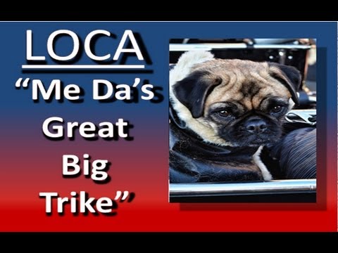 Loca the pug sings again................ Loca the pug sings again................
