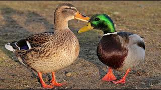 Duck  images \u0026 relaxing sleep music