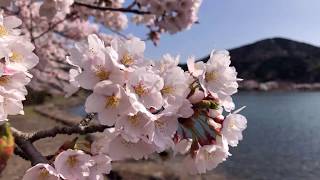 【ドローン 4K空撮】海津大崎の桜