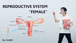 ชีววิทยาครูบาส เรื่อง female reproductive system