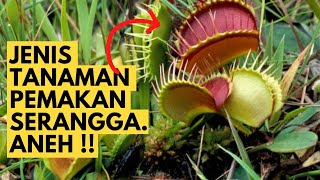 10 Jenis Tanaman Pemakan Serangga / Karnivora