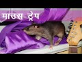 बिना मारे चूहे भगाने के घरेलू तरीके get rid of mouse chuhe bhagane ka unique tarika