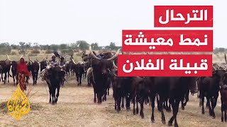 الفلان قبيلة في إفريقيا لها نمط حياة خاص.. تعرف عليهم