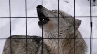 オオカミの遠吠え　旭山動物園　WOLF HOWL