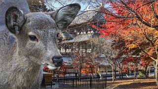 奈良 NARA Japan. City of Polite Bowing DEER, Mochi and Temples!