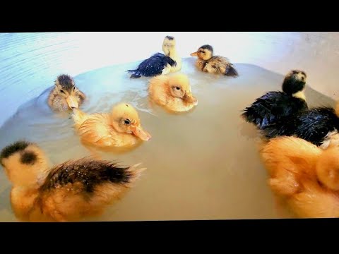 My Ducklings First Bath Youtube
