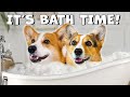 FUNNY DOGS JUST WANT BATH TIME | Hammy & Olivia Compilation