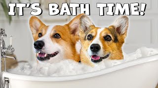 FUNNY DOGS JUST WANT BATH TIME | Hammy & Olivia Compilation