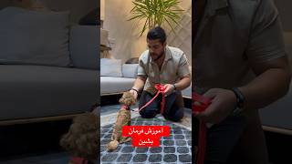 آموزش فرمان بشین به سگ #dog #مربی_سگ #doglover