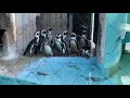 上野動物園ケープペンギンのエサの時間