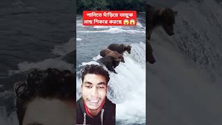 ভাল্লুকটি কি করছে পানিতে দাঁড়িয়ে 😂😂 #bear #wildlife #animals #nature #river #shortvideo #duet