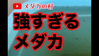 強すぎるメダカ！メダカって死なないの！？