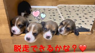 [ビーグル]脱走ができるようになった子犬たち(ルビー)