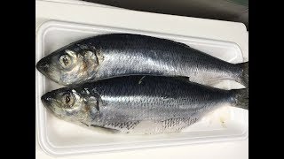 ニシンの刺身のさばき方と骨切り