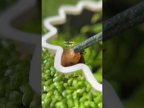 Why is my fish trying to jump out?