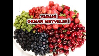 Yabani Orman Meyveleri Şifalı ve Lezzetli