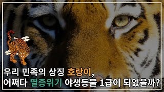 우리 민족의 상징 호랑이, 어쩌다 멸종위기 야생동물 1급이 되었을까?