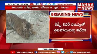 తిరుపతి జూలో పులి పిల్ల మృతి | Tirupati | Mahaa News