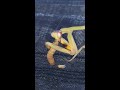 stagmatoptera biocellata mantis eating mealworm