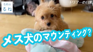 【チワプー】【マウンティング】急にマウンティングしはじめたるねちゃん。メス犬もマウンティングってするの？