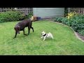 Pug puppy meets labrador!