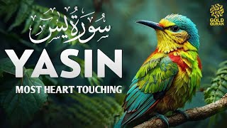 World's most beautiful Quran recitation of Surah Yaseen سورة يس ✦ Quran For Sleep ✦ Gold Quran