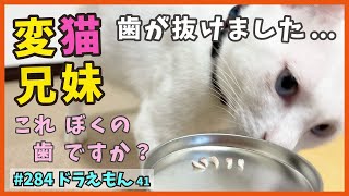 41 保護した子猫の歯が抜けました...変猫兄妹たまには、まったり【ドラえもん・TNRで保護】