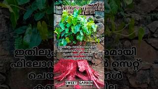 ഫിലോഡൻട്രോൺ സെറ്റ് ചെയ്തത്/Philodendron/Garden tips/Sweet garden