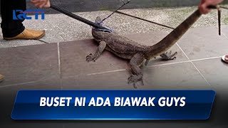 Ngeri! Seekor Biawak Tiba-tiba Muncul di Warung Rumah Warga di Bogor, Jawa Barat