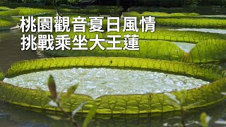 桃園觀音夏日風情 挑戰乘坐大王蓮｜蓮花季｜台灣桃園旅遊