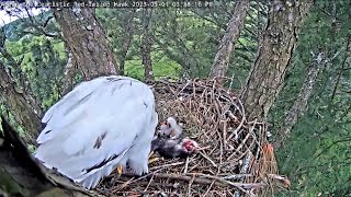 Leucistic Red-tailed Hawk Cam ~ Tom stocks the pantry \u0026 Angel feeds her chick ~ 5/01/2023