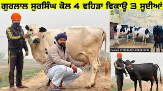 ਗੁਰਲਾਲ ਸੁਰਸਿੰਘ ਕੋਲ 4 ਵਹਿੜਾ ਵਿਕਾਊ 3 ਸੂਈਆਂ । ਲੁੱਟ ਲਉ ਮੇਲਾ 👌। ਪਿੰਡ ਸੁਰਸਿੰਘ