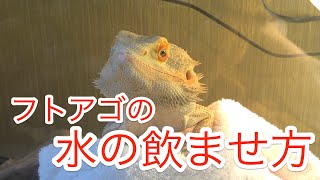 【簡単】水を飲まないフトアゴヒゲトカゲの水の飲ませ方