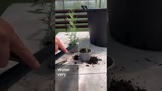 #howto take tarragon cuttings. This shows you the best way to make more tarragon #plants #short