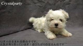 マルチーズ　12月15日生まれの男の子【クリスタルパーティー犬舎】