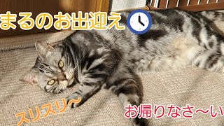 飼い主のお出迎えをするまるちゃんが可愛い