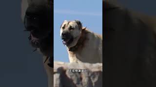 屠狼機器坎高犬 #野生動物 #動物解說