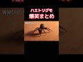 絶対笑えるハエトリグモの面白ハプニング集🕷️