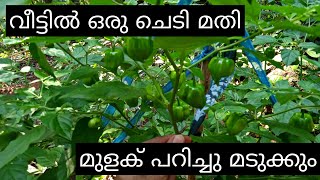 ഉണ്ട മുളക്  \\ Mulak Krishi Malayalam