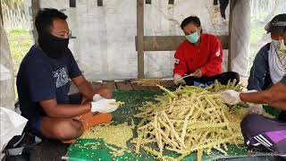 Kelapa hibrida berbuah lebat mengenal polen kelapa